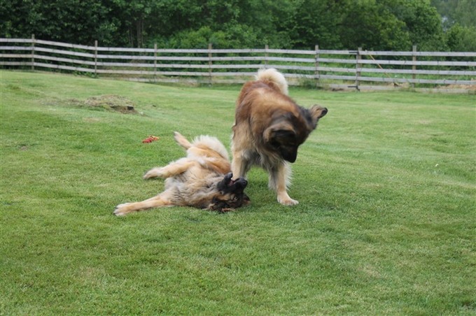 Leonberger Zara