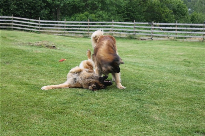 Leonberger Zara