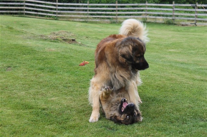 Leonberger Zara