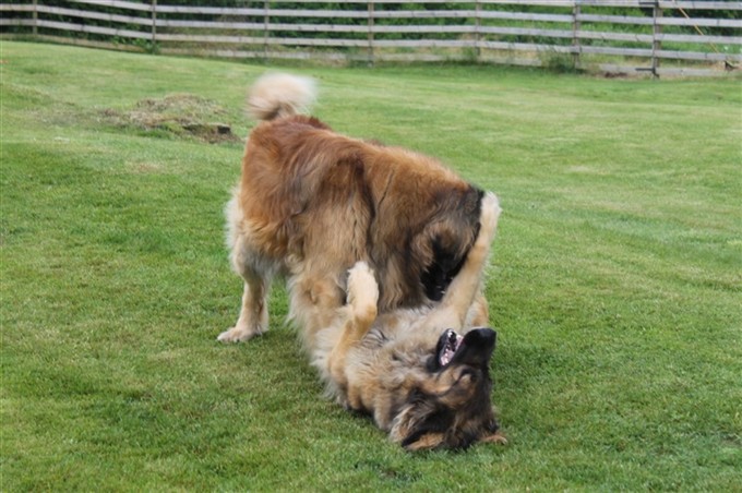 Leonberger Zara