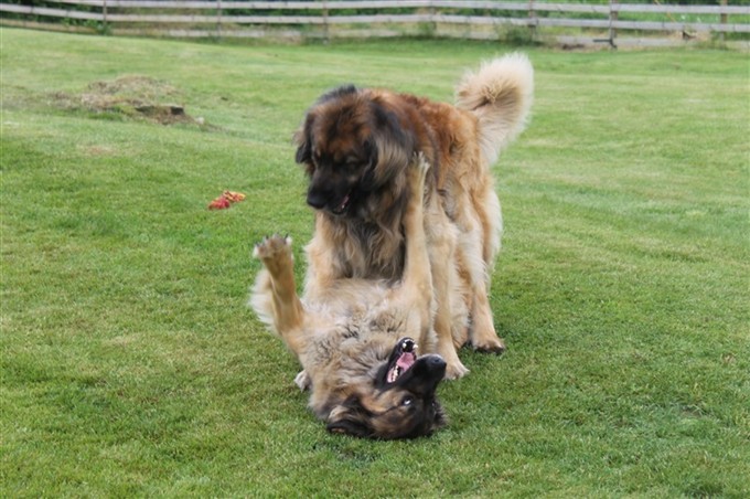 Leonberger Zack och Zaea