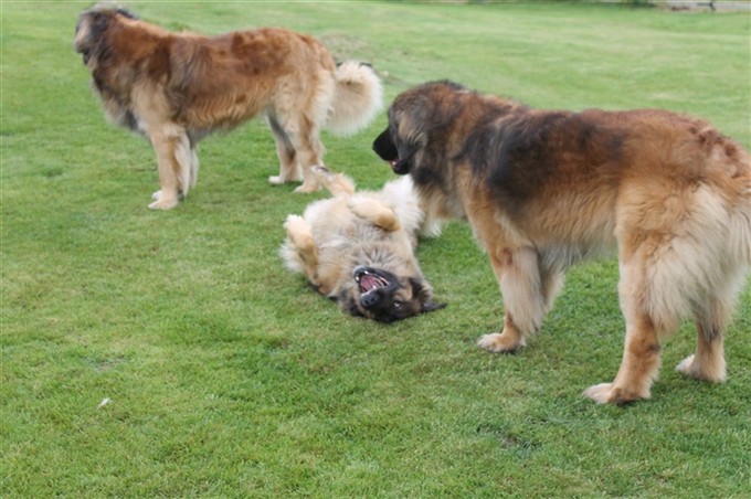 Leonberger Zimba