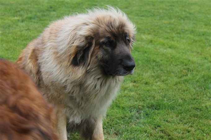 Leonberger Wilma