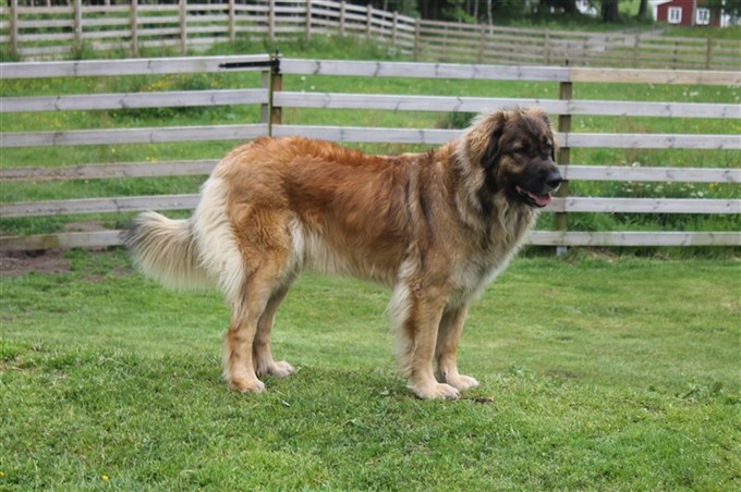 Leonberger Zara