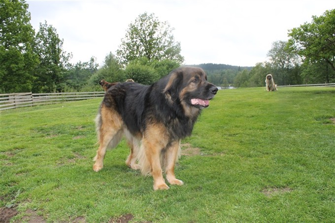 Leonberger Otto