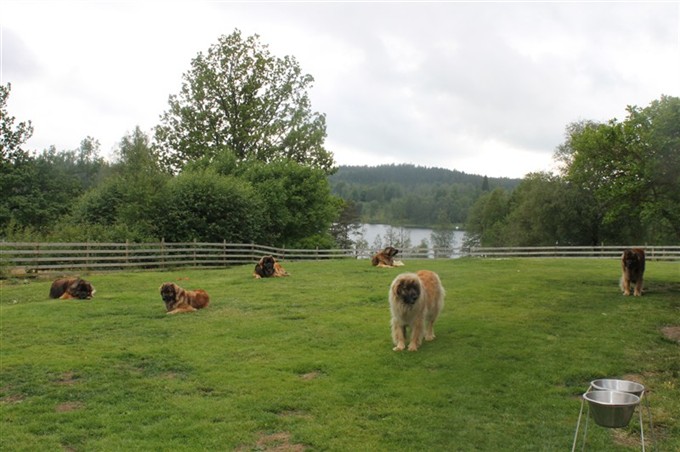 Leonberger Wilma