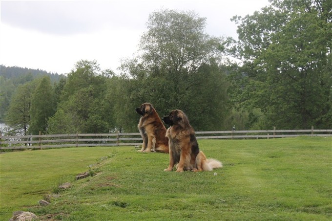 Leonberger Zimba och Zack