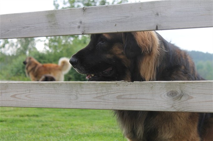 Leonberger Zingo