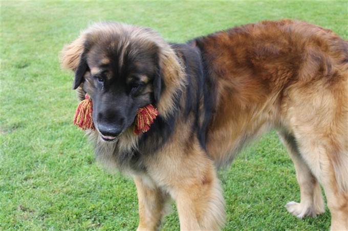 Leonberger Zingo