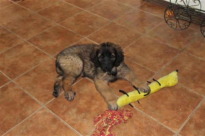 Leonberger Princess