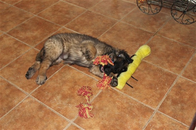 Leonberger Princess