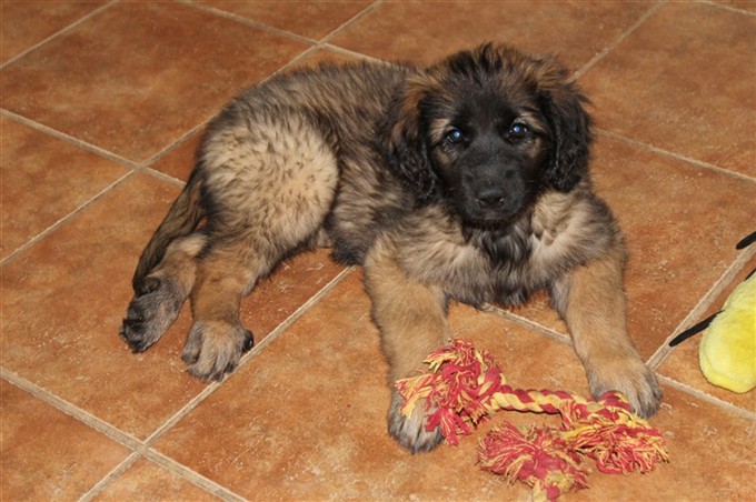 Leonberger Princess