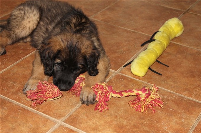 Leonberger Princess