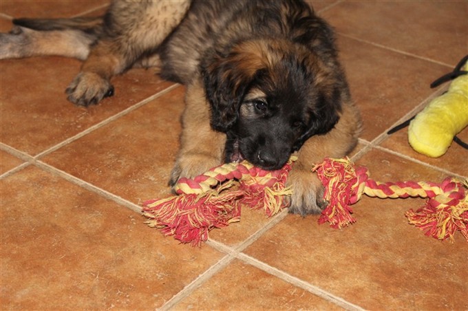 Leonberger Princess