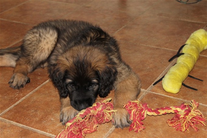 Leonberger <princess