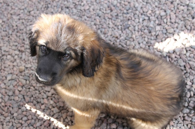 Leonberger Princess