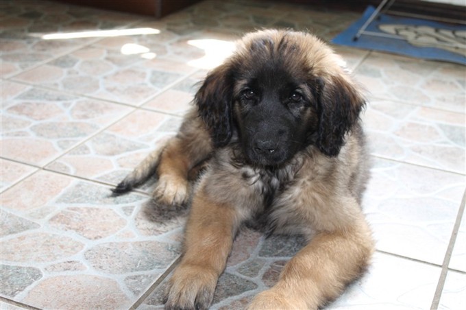 Leonberger Princess