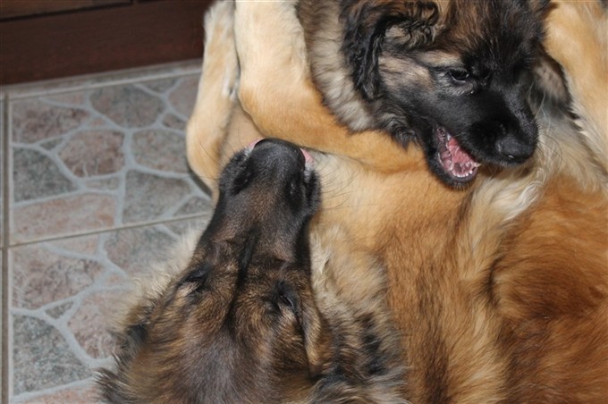 Leonberger Princess