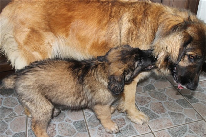 Leonberger Princess