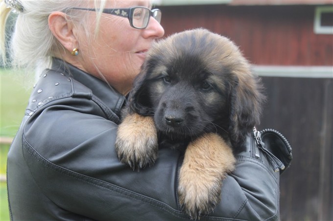 Princess Leonberger