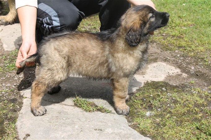 Princess Leonberger