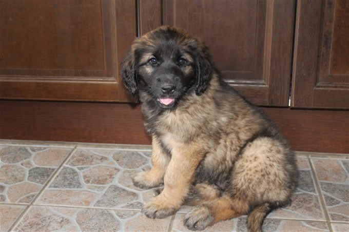 Princess Leonberger