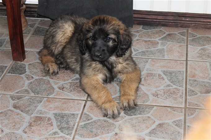 Princess Leonberger