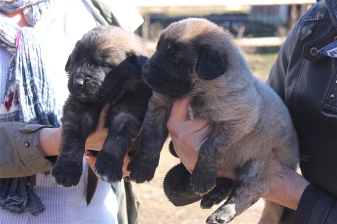 Leonberger valpar