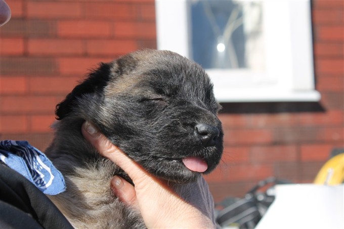 Leonberger valp 4 veckor