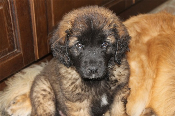 Leonberger Laban