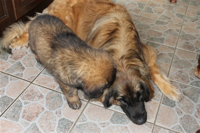 Leonberger Laban