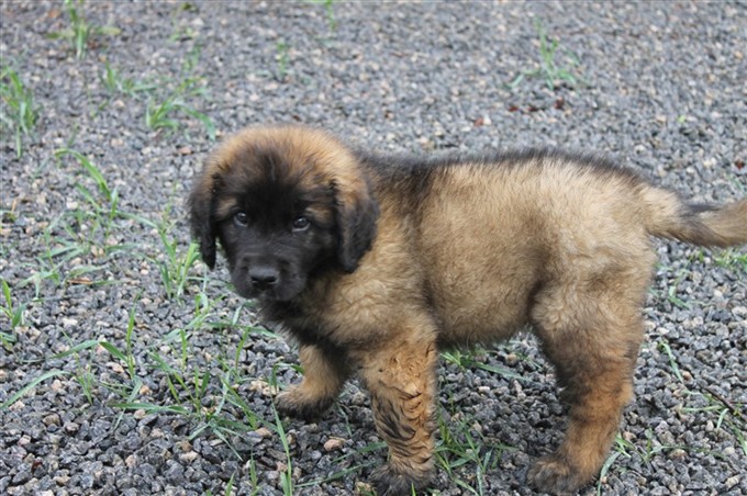 Leonberger Laban