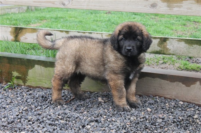 Leonberger Laban