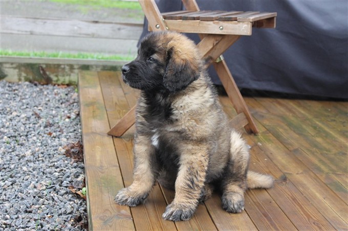 Leonberger Laban