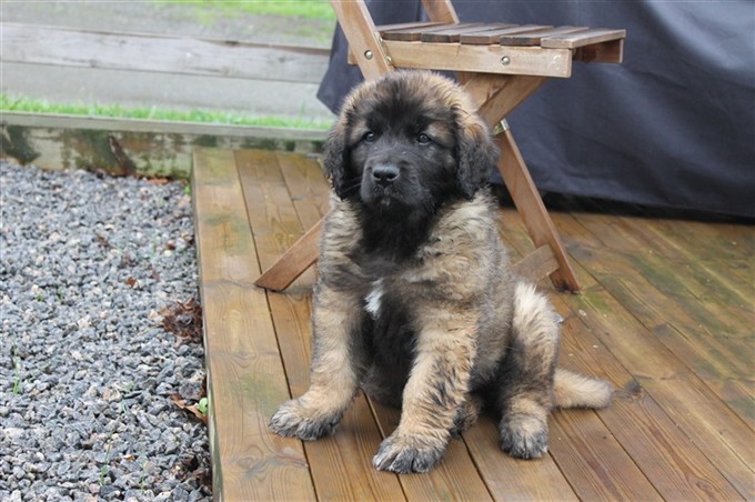 Leonberger Laban