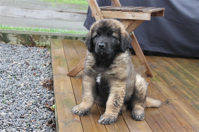 Leonberger Laban