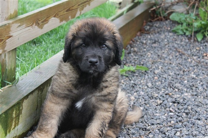 Leonberger Laban