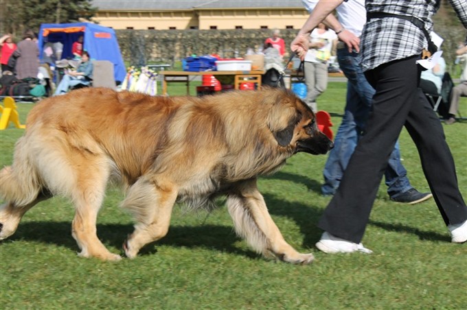 Leonberger Zam