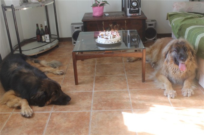 Leonberger Otto och Wilma