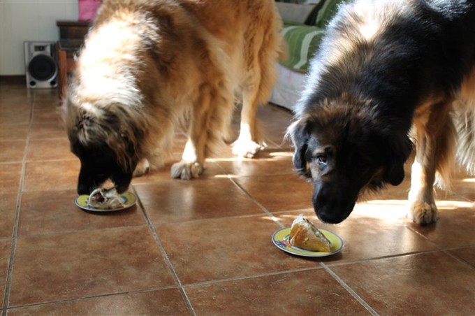 Leonberger födelsdag