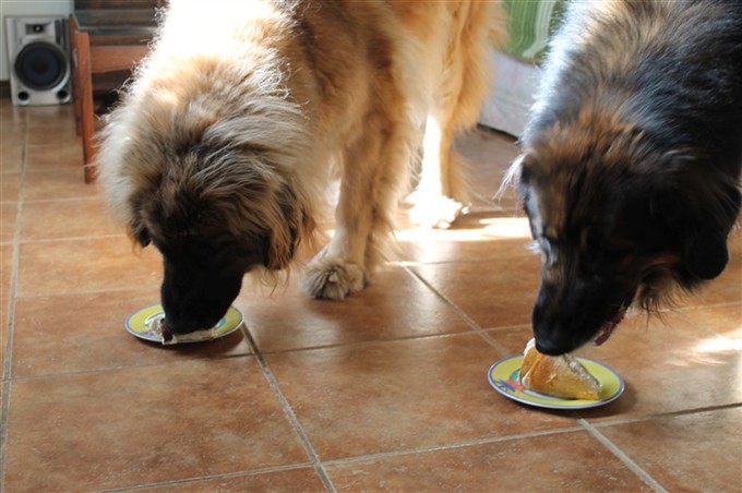 Leonberger äter tårta