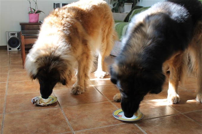 Leonberger äter tårta