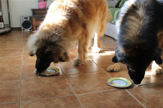 Leonberger äter tårta