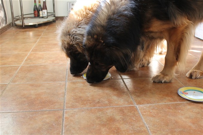 Leonberger äter tårta