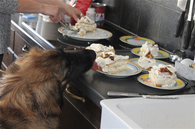 Leonberger Princess