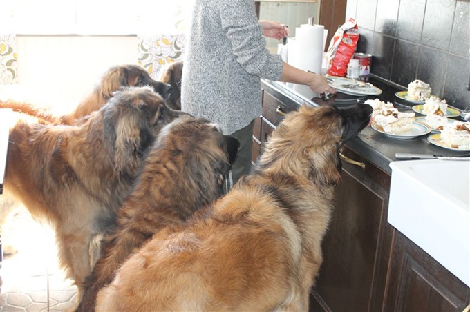 Leonberger