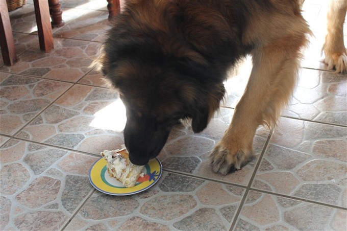 Leonberger Zimba