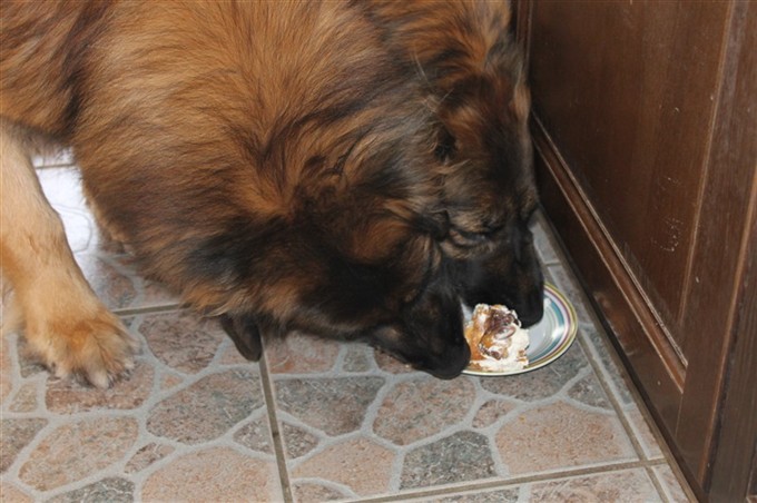 Leonberger Zimba och Zara