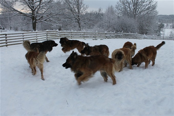 Leonberger lek