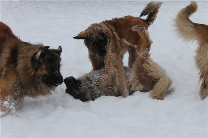 Leonberger Lek